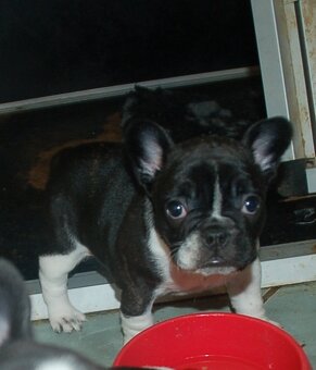 Französische bulldogge - 4