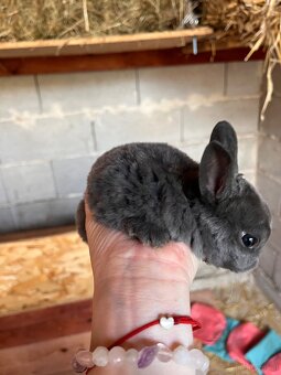 Zwerg-Rex Kaninchen blau, Zwergkaninchen Rex blau - 4