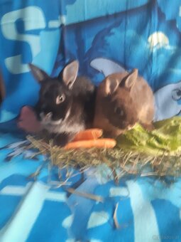Zwergkaninchen Babys zu vergeben - 4