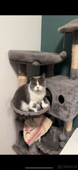 BKH Britisch Kurzhaar Kater Blue Bicolor - 4