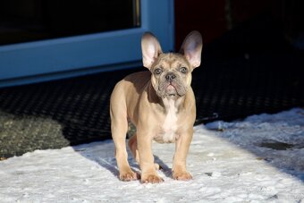 Französischen Bulldoggen Welpen mit Stammbaum - 4