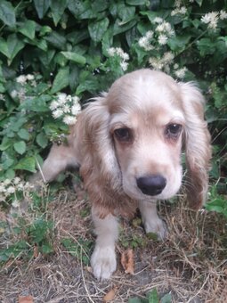 SPANIEL- FREUNDE AUFGEPASST - 4