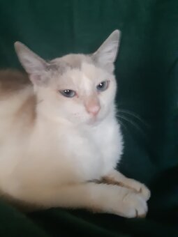 KATZE ,weiblich, geimpft - 4