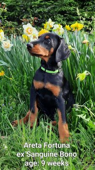 Doberman puppies with FCI pedigree - 4