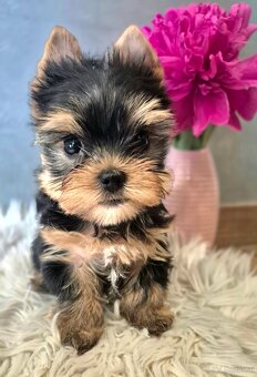 Yorkshire Terrier mit FCI - 4