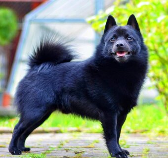 Schipperke - 4