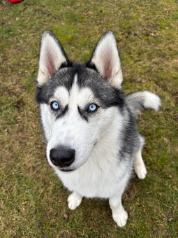 Sibirischer Husky Rüde zu vergeben - 4