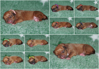 Rhodesian ridgeback FCI - 4