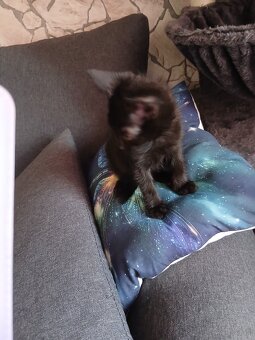 Baby Katze - 4