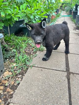 hmong bobtail dog - 4