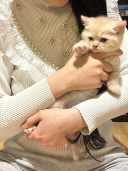 BKH Kittens Reinrassig - 4