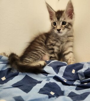 Wunderschöne Maine Coon Kitten zu vergeben - 4