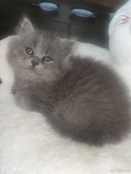 Britische Lang Haar Kater - 4
