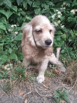 SPANIEL- FREUNDE AUFGEPASST - 4