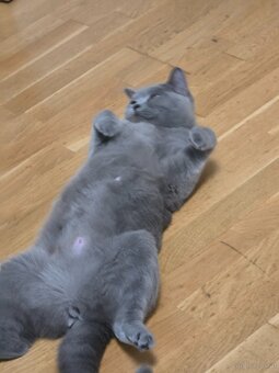 Bkh Katze - 4