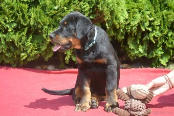 Beauceron Welpen (Berger de Beauce) - 4