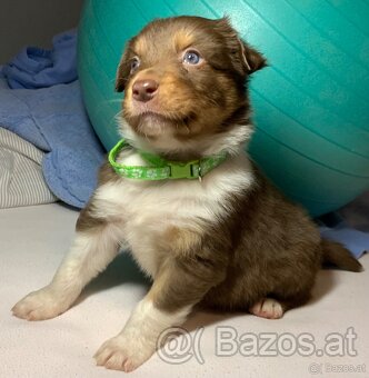 Australian shepherd welpen - 4