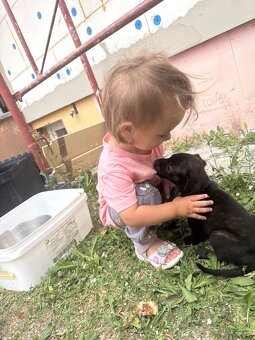 Welpen Malinois x Cane Corso - 4