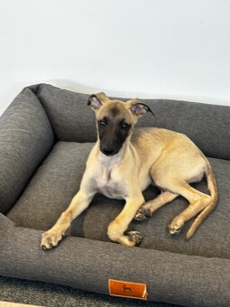 Windhund/Whippet mit PP - 4