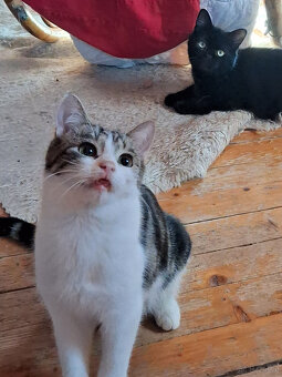 Wer möchte diese zwei süßen Katerchen adoptieren? - 4