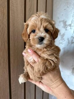 Maltipoo welpen - 4