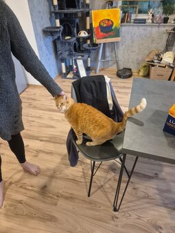Kater - 4