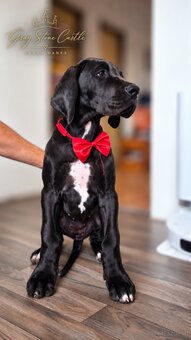 Deutsche Dogge mit Stammbaum - 4