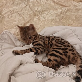 Bengal Kitten suchen 5Sterne zu Hause - 4