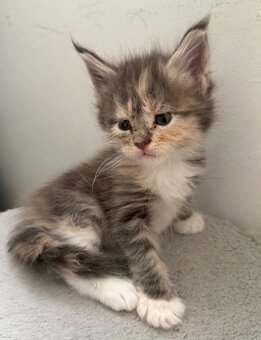 Maincoon - 4
