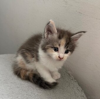 Maine Coon - 4