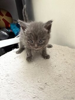 Britisch kurzhaar Maincoon mischung - 4