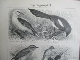 Sperlingsvögel histoischer Druck, Holzstich, ca. 1905 - 4
