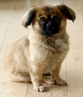 Malteser-Hündin, 6 Jahre alt - 4