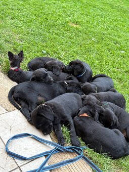 Reinrassig Labrador Welpen - 4