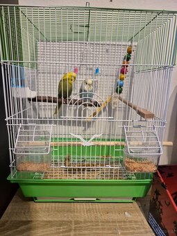 2 Wellensittiche - 4