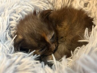 Maine Coon Kitten - 4