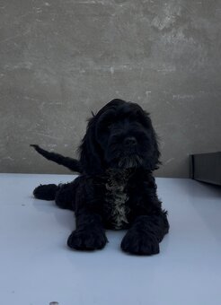 Cockapoo - 4