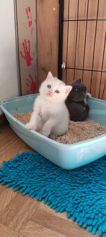 Britisch Kurzhaar Kitten - 4