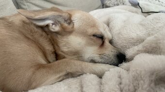 Hund zu verschenken - 4