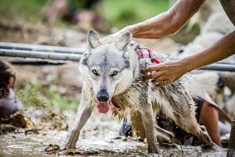 Tschechoslowakischer Wolfhund mit papiere - 4