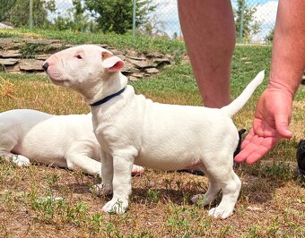 Bullterrier - 4