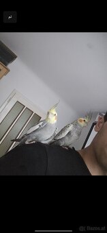 Nymphensittiche - 4