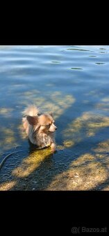 Chihuahua - 4