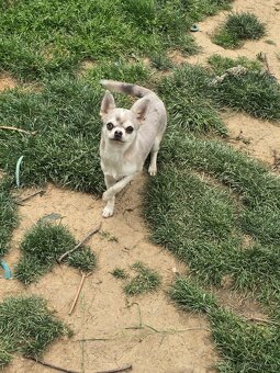 Chihuahua Hündin - 4