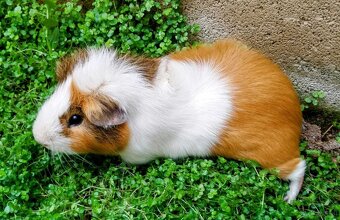 Meerschweinchen zu vermitteln - 4
