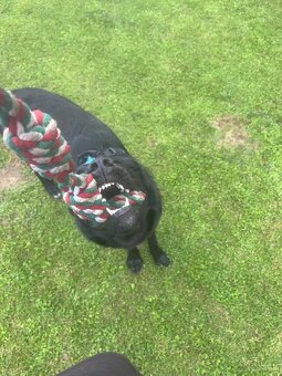 Labrador Mix hündin sucht ein neues Zuhause - 4