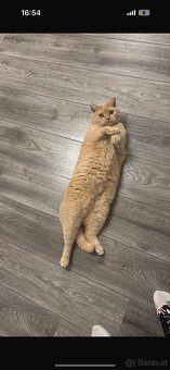 2 liebevolle Katzen suchen ein neues Zuhause 🐾 - 4