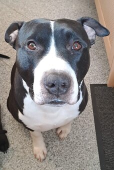 reinrassige APBT Welpen - 4