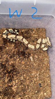 Boa constrictor Constrictor surinam - 4