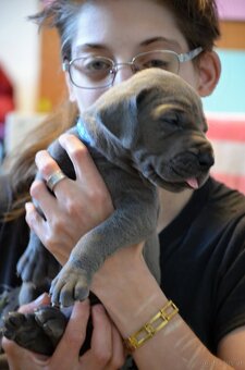 Deutche dogge blau FCI - 4